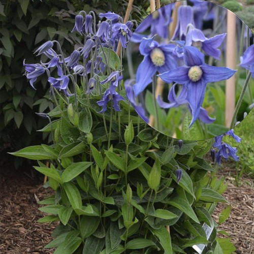 Clematis integrifolia 'Blue Ribbons' - Tervelehine elulõng 'Blue Ribbons' P9/0,55L